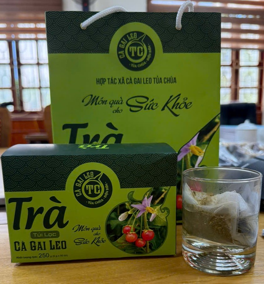 Trà Cà gai leo (HTX Cà gai leo Tủa Chùa) - Sản phẩm OCOP 03 sao